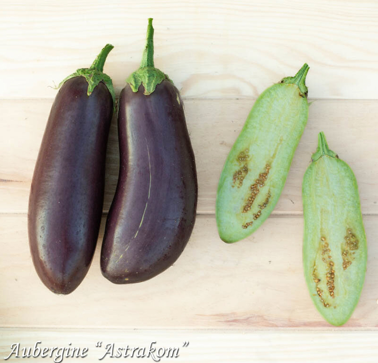 Aubergine Astrakom, Баклажан Астраком